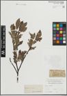 Foto von Salix lapponum L. x Salix silesiaca Willd.